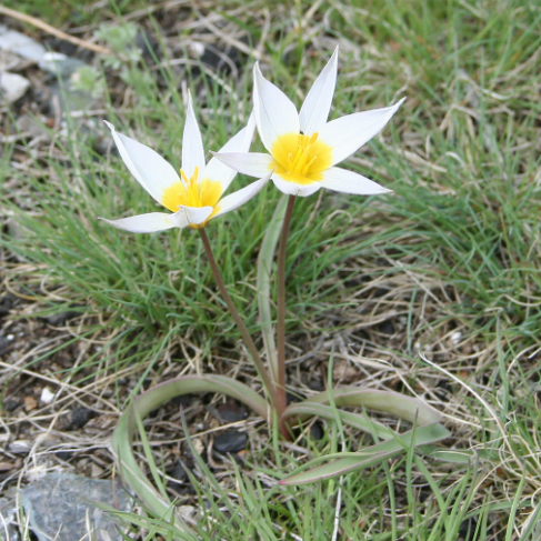Tulipa patens