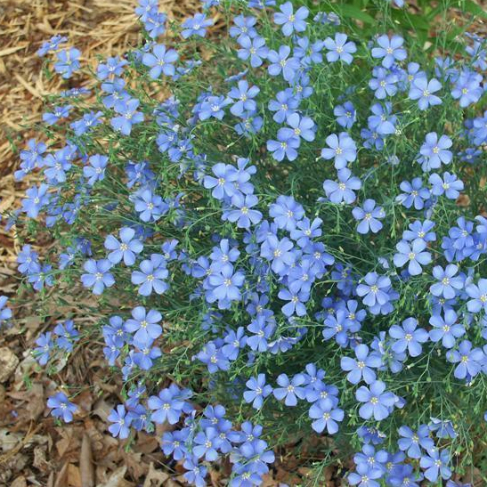 Linum perenne