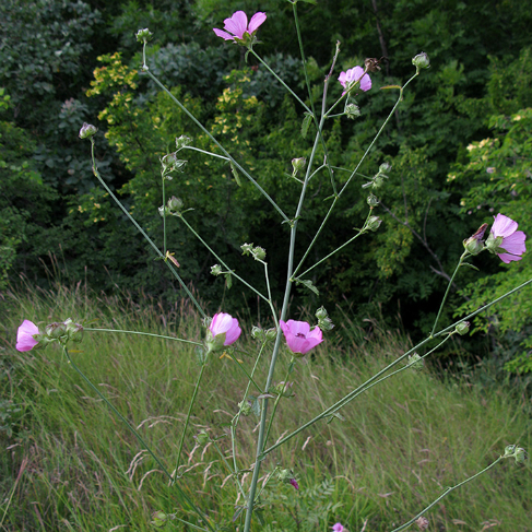 Althaea cannabina