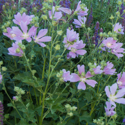 Lavatera thuringiaca