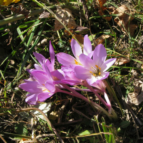 Colchicum speciosum