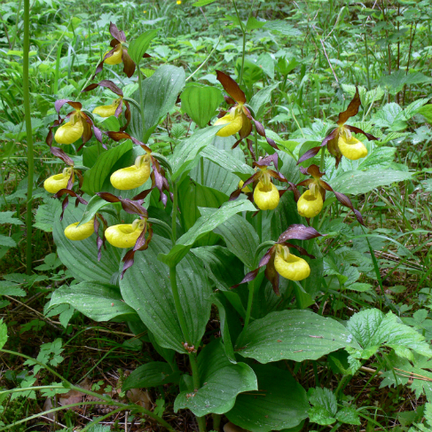 Cypripedium calceolus