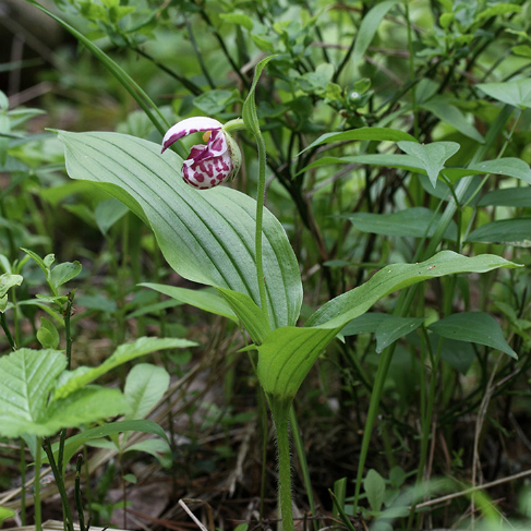 Cypripedium guttatum
