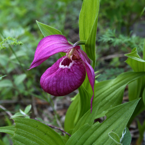 Cypripedium macranthon