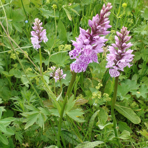Dactylorhiza fuchsii