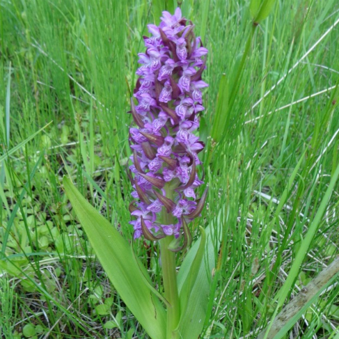 Dactylorhiza incarnata