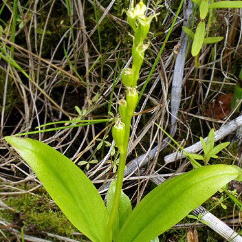 Liparis loeselii