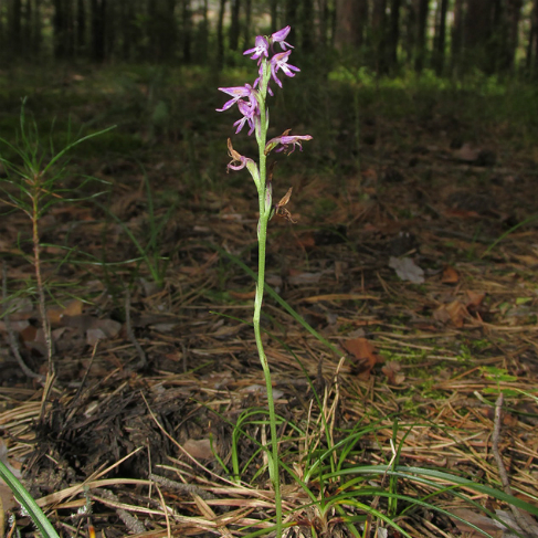Neottianthe cucullata