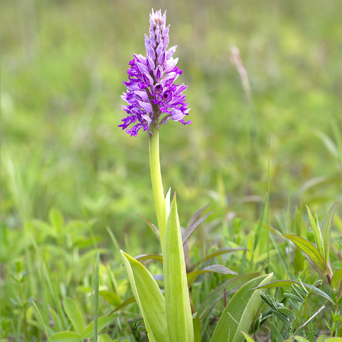 Orchis militaris