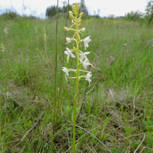 Platanthera bifolia