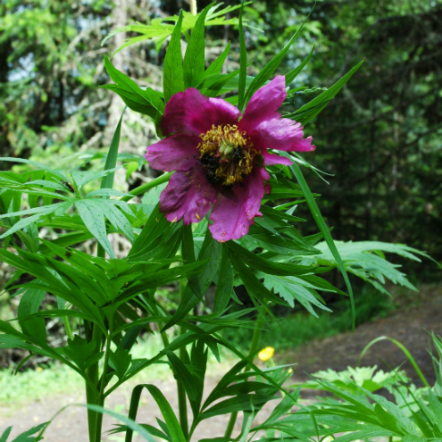 Paeonia anomala