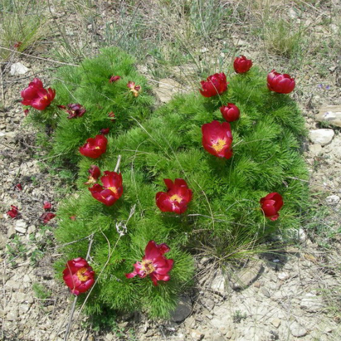 Paeonia biebersteiniana