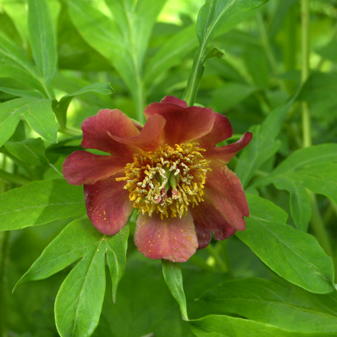 Paeonia delavayi