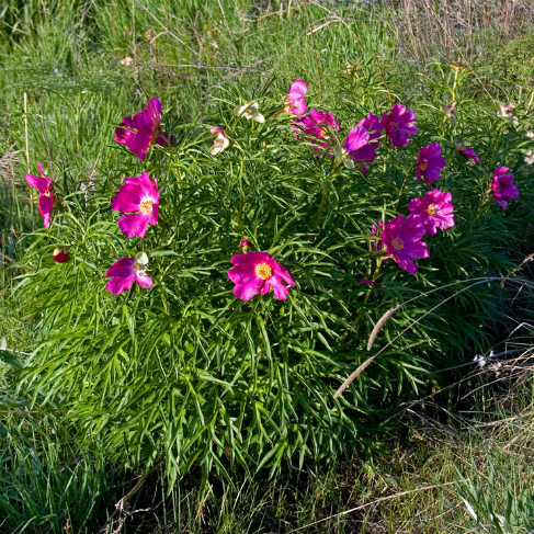 Paeonia hybrida