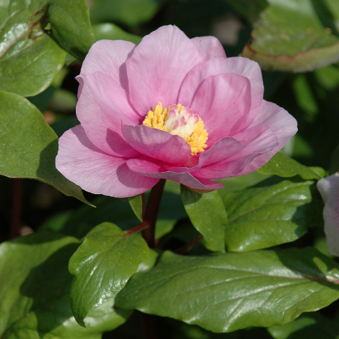 Paeonia mascula