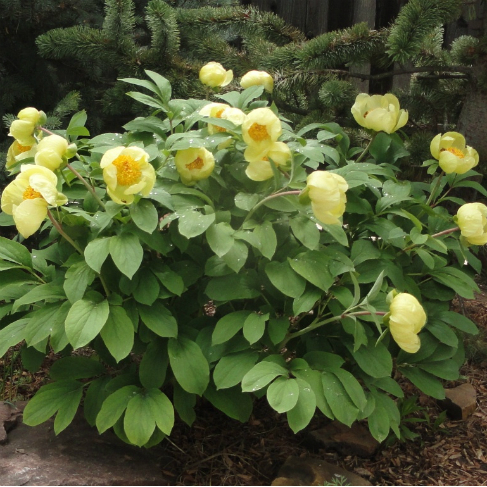 Paeonia mlokosewitschii