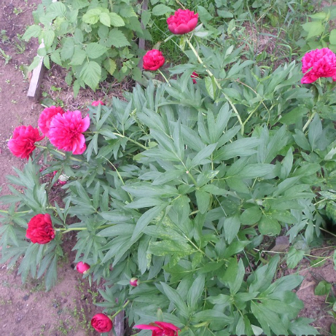 Paeonia officinalis