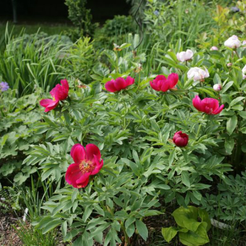 Paeonia officinalis ssp microcarpa