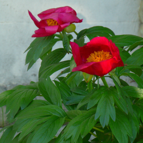 Paeonia peregrina