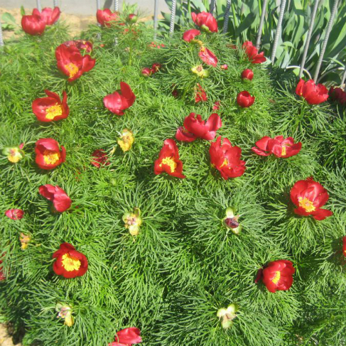 Paeonia tenuifolia