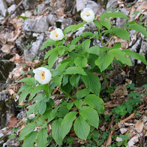 Paeonia wittmanniana
