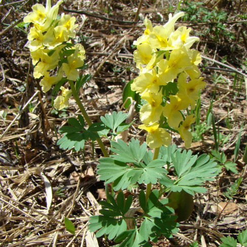 Corydalis bracteata