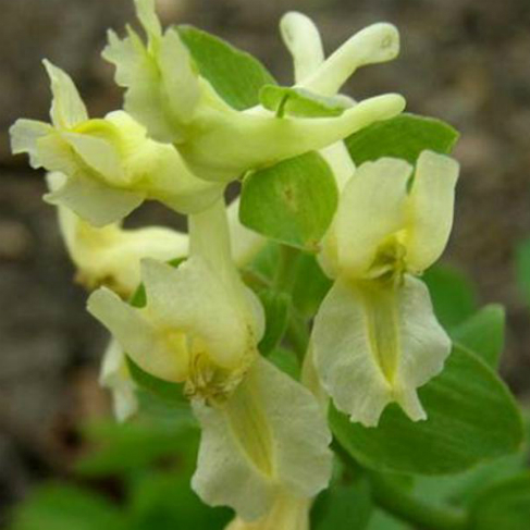 Corydalis marschalliana