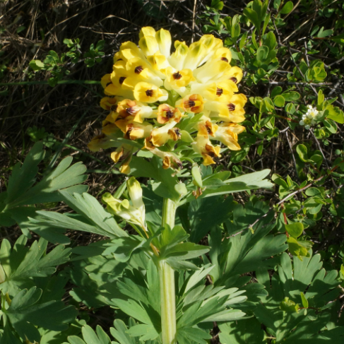 Corydalis nobilis