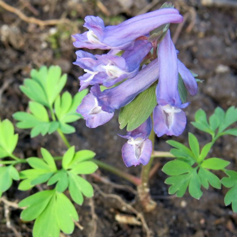 Corydalis solida