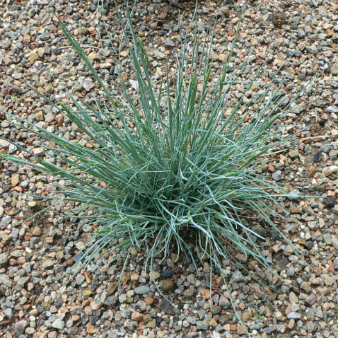 Festuca glauca