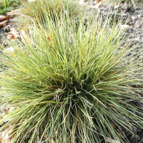 Festuca pseudovina