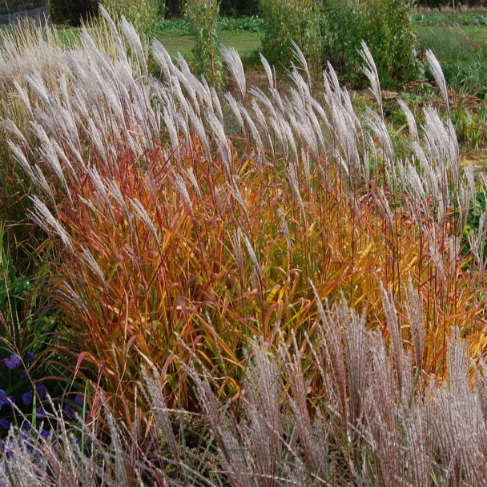 Miscanthus purpurascens