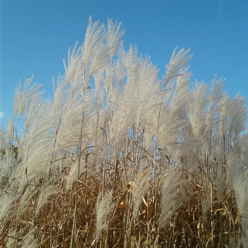 Miscanthus sacchariflorus