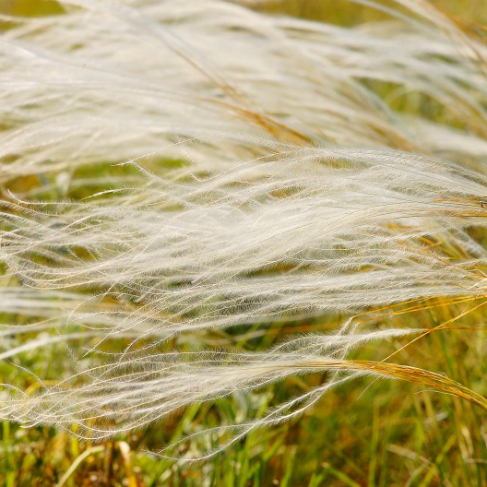 Stipa pennata
