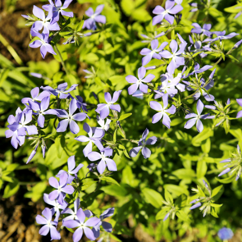 Phlox divaricata