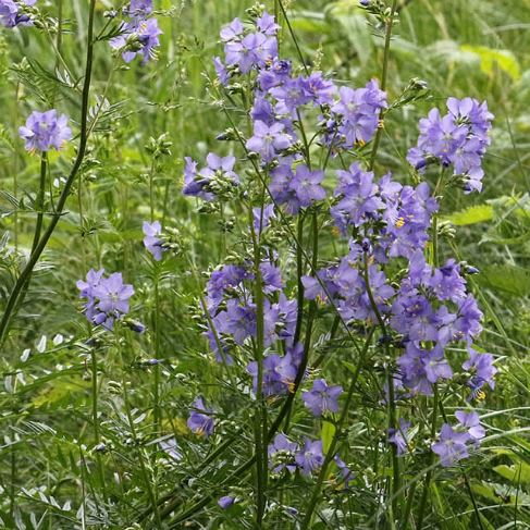 Polemonium caeruleum