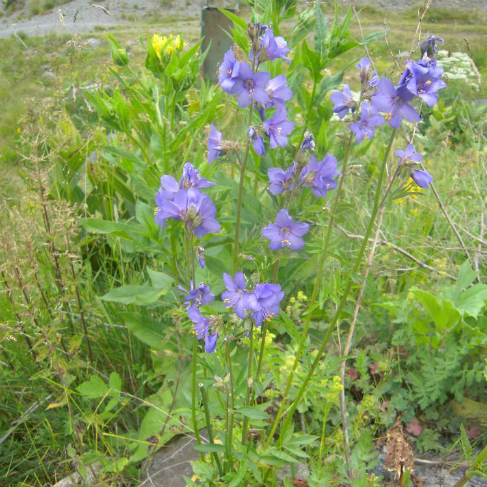 Polemonium caucasicum