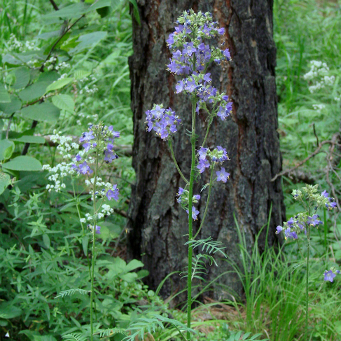 Polemonium chinense