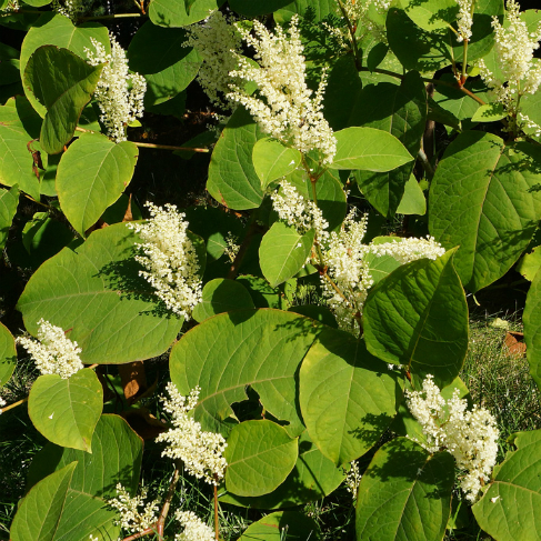 Reynoutria sachalinensis