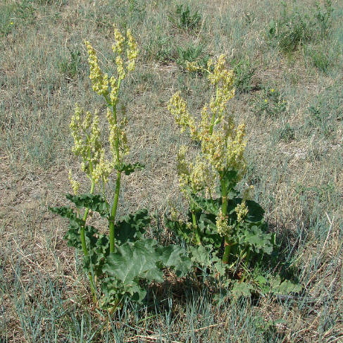 Rheum rhabarbarum