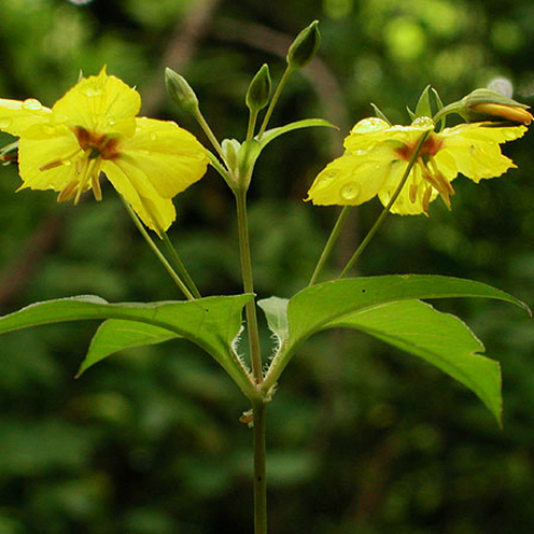 Lysimachia ciliata