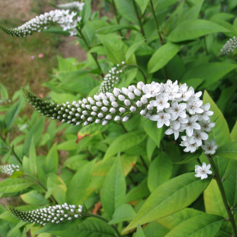 Lysimachia clethroides