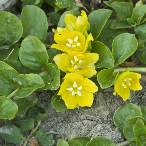 Lysimachia nummularia