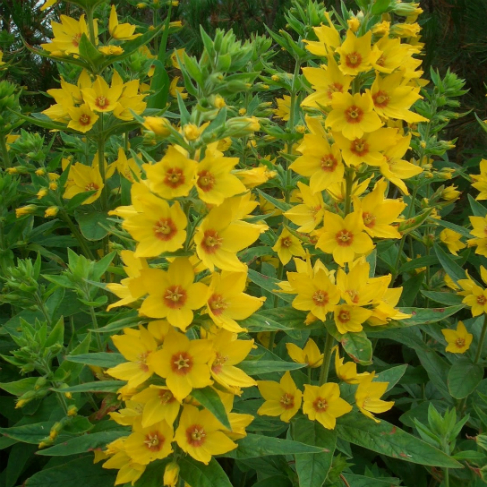 Lysimachia punctata