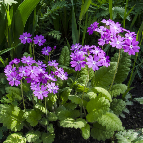 Primula cortusoides