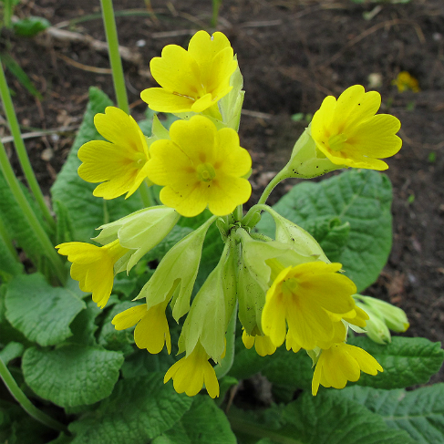 Primula macrocalyx