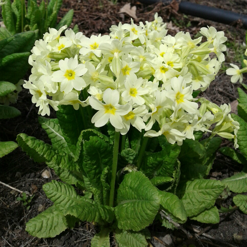 Primula pallasii