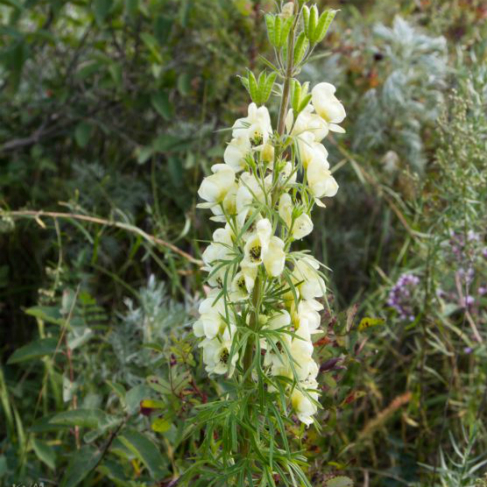 Aconitum anthoroideum