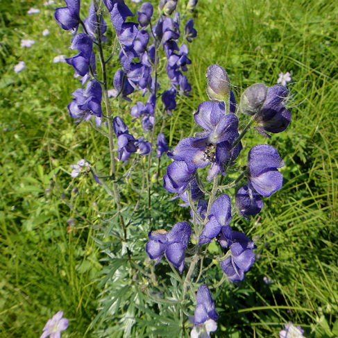 Aconitum baicalense
