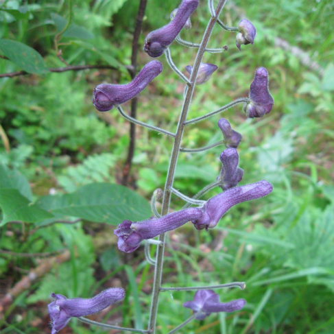 Aconitum septentrionale